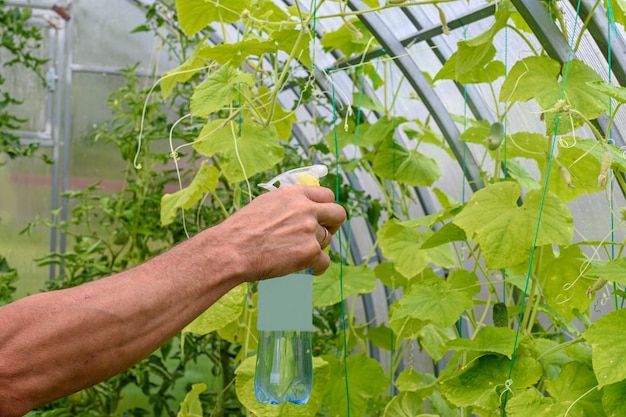 病気のために温室でキュウリ植物を噴霧する男