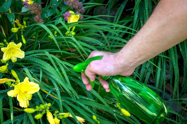 Man sprays flowers in yard. Gardener taking care of his flower bad.