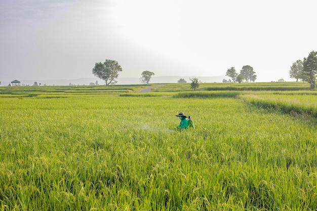 Photo a man sprays rice stimulants in a paddy field