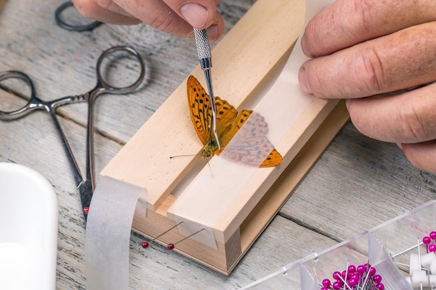 Man spreading butterfly wings