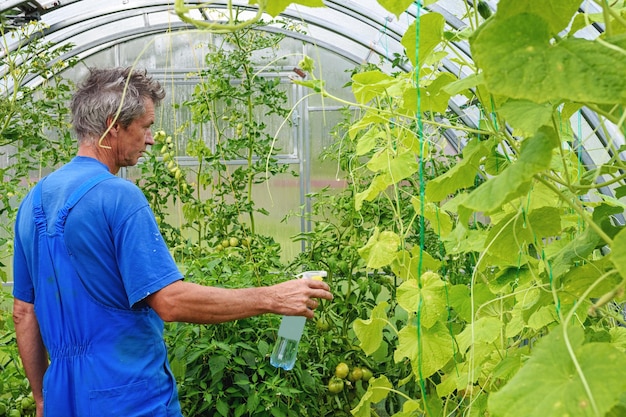 Man sproeit komkommerplant in een kas voor ziekten.