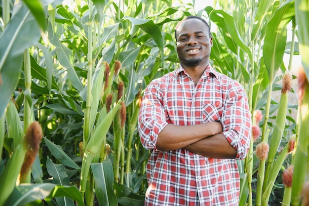 유기농 농장의 옥수수 밭에 서 있는 남자