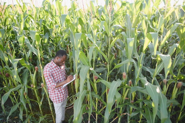 A man standing in a field of corn on an organic farm