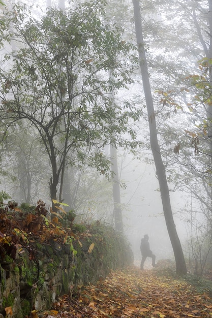 Foto uomo in piedi nella foresta durante il tempo nebbioso