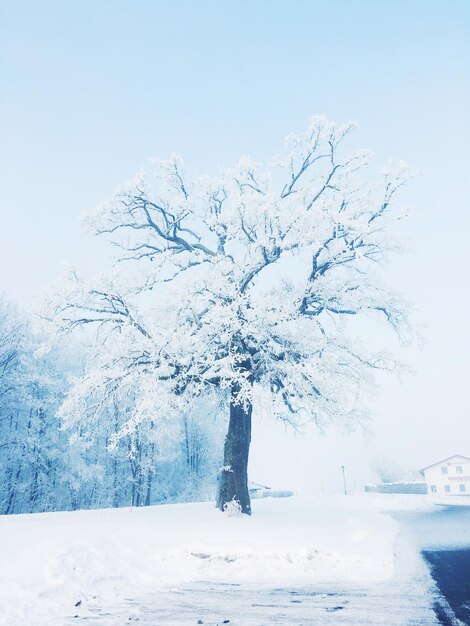 Man standing on snow covered landscape against clear sky