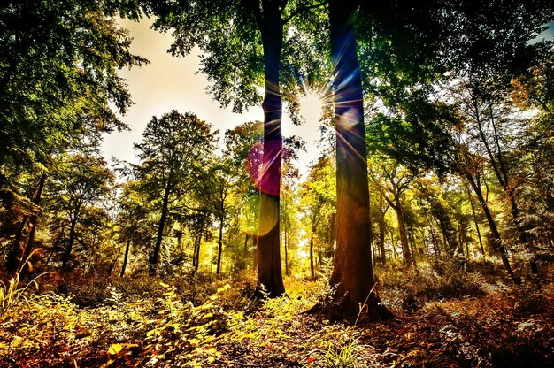 Man standing on tree trunk in forest