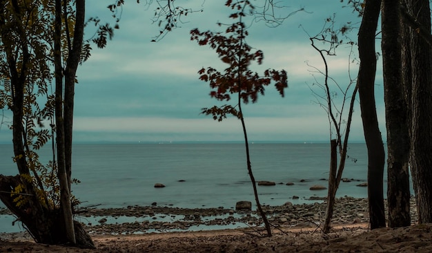 A man stands on a beach in front of a tree and looks out to sea.