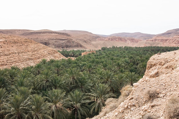 A man stands on a cliff overlooking a valley with palm trees in the background.