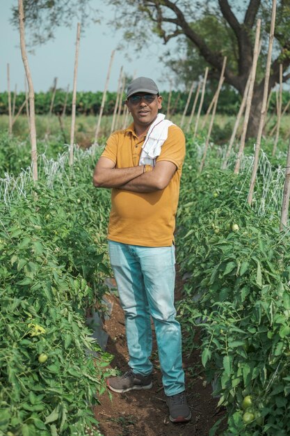 Photo a man stands in a field of tomatoes