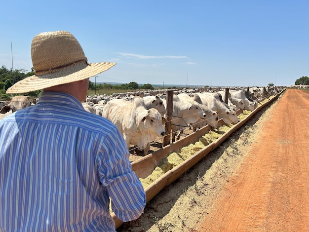 a man in a straw hat is looking at a herd of cattle