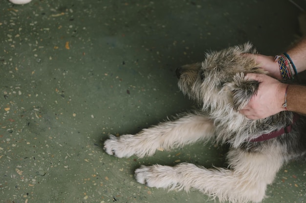 老犬をなでる男性 飼い主に言う忠誠犬