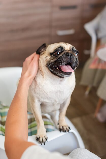 パグ犬をなでる男。犬と飼い主の屋内、ペット、一体感、友情の概念。ペットの採用。