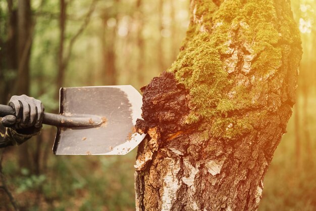 Man survivalists with a shovel in hands gathering chaga mushroom growing on the birch tree trunk on summer forest. wild raw food chaga parasitic fungus or fungi for alternative medicine. flare