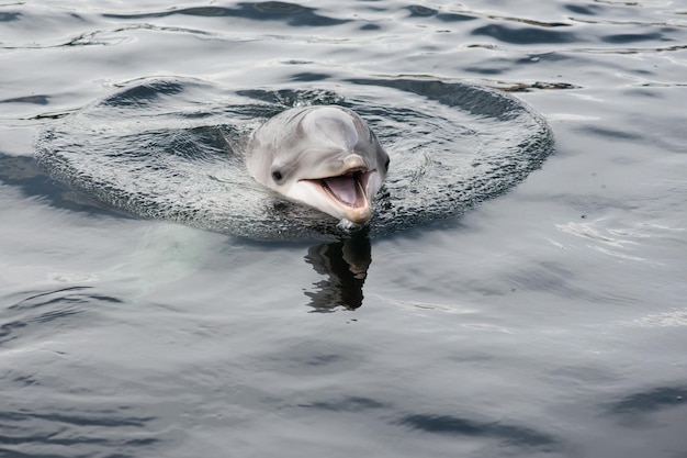 Man swimming in sea