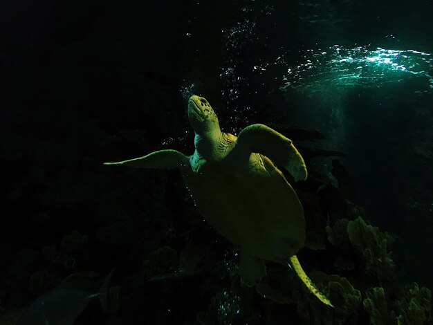 Photo man swimming in sea