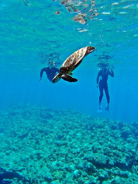 Man swimming in sea