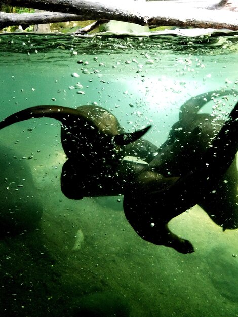 Foto uomo che nuota in acqua