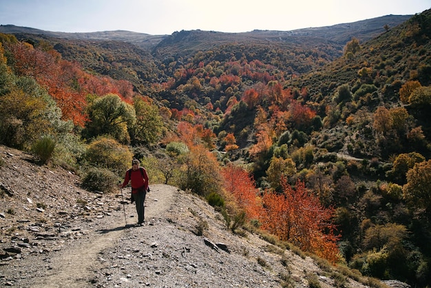 Man taking a walk in the middle of the forest in autumn with yellow leaves