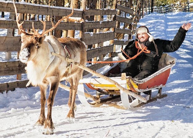 Man terwijl rendieren slee rijden in de winter Rovaniemi, Lapland, Finland