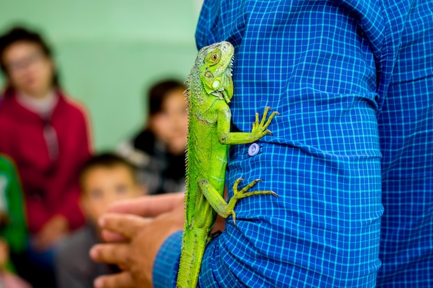 Man toont kinderen groene hagedis