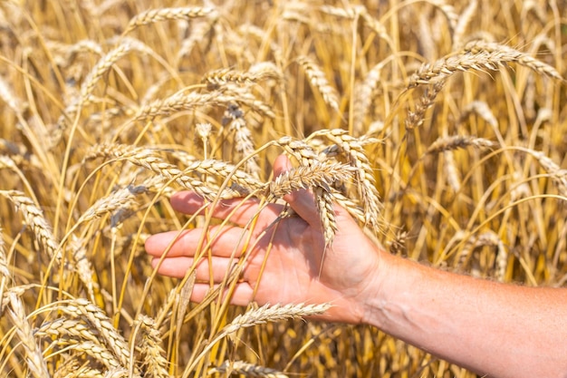 A man touches with his hand the ears of ripe grain in a wheat field Caring for the grain harvest