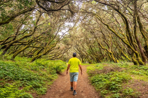 A man on the trail in the mossy tree forest of Garajonay National Park La Gomera Canary Islands On the excursion to Las Creces