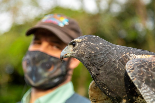 Photo man training an eagle blackchested