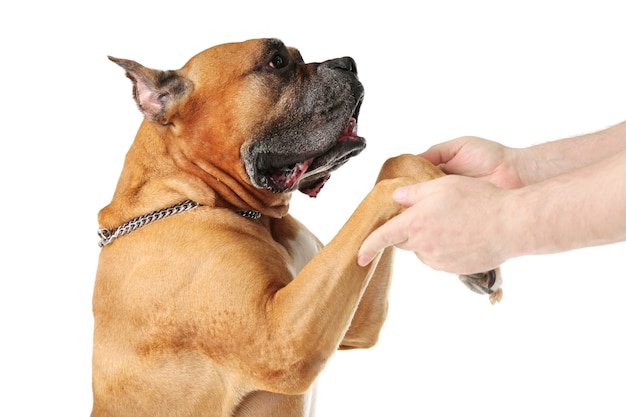 Man training his dog, isolated on white