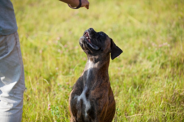 Man trains boxer's dog closeup