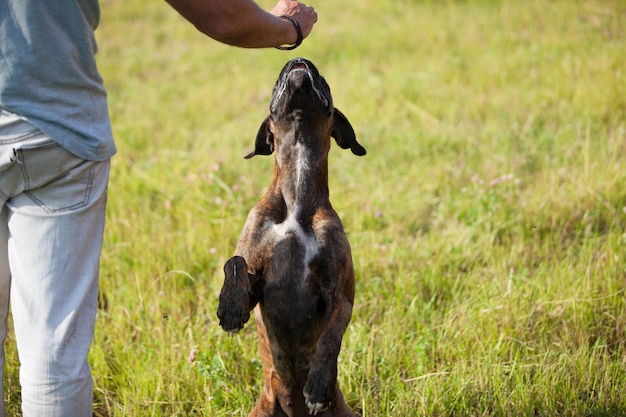 男はボクサーの犬のクローズアップを訓練します