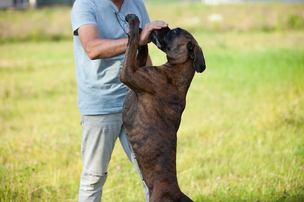 男はボクサーの犬のクローズアップを訓練します