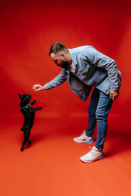 A man trains a French bulldog on a red background