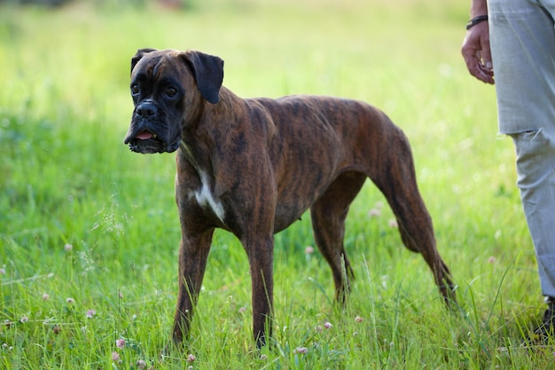 Man traint close-up van bokserhond