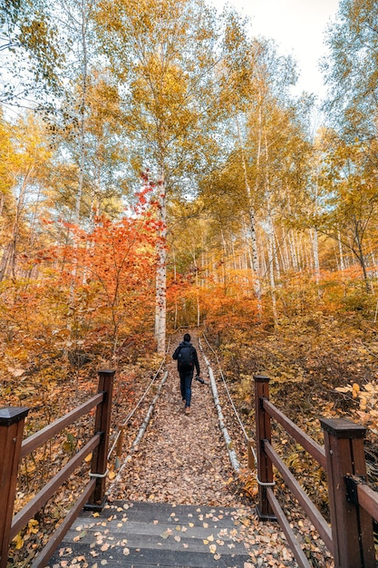 Man traveler walking in colorful Birch forest on autumn