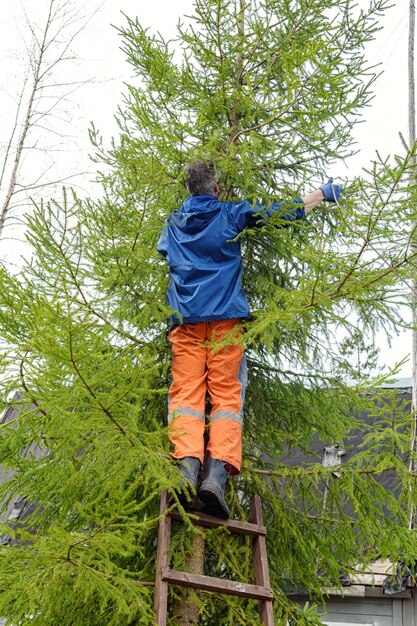 Photo man a tree surgeon on a ladder ties a rope for sawing branches from a tree