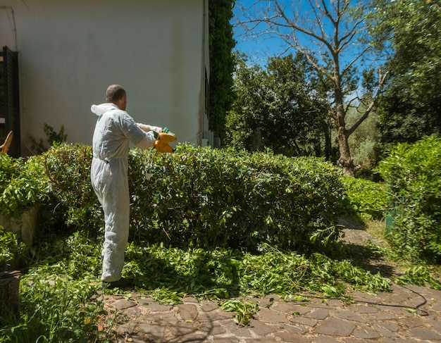 Man trimming an hedge