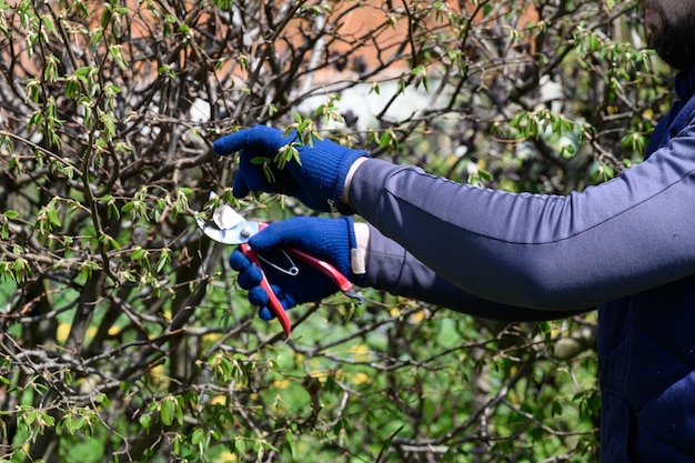 A man trims a hornbeam hedge in his garden