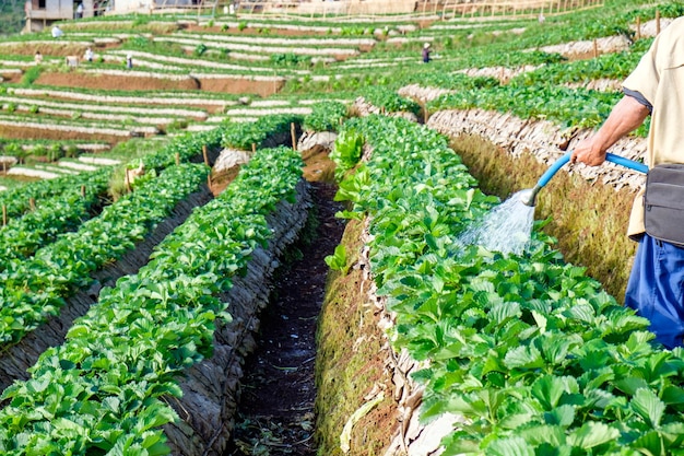 Man tuinman aardbeienplant water geven