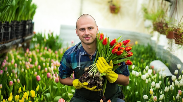 Man tuinman bloemist met een boeket bloemen in een kas waar de tulpen cultiveren Glimlachende tuinman met tulpen met bollen Lente veel tulpenbloemen concept