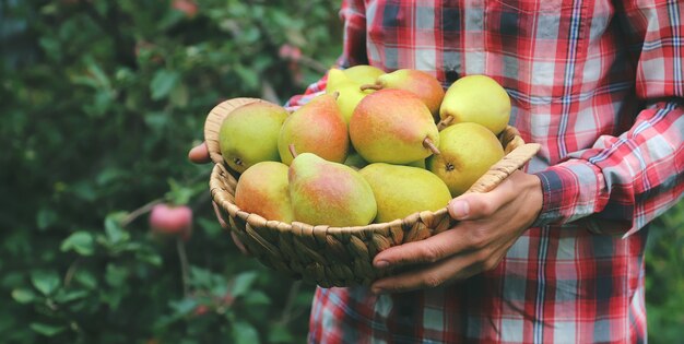 Man tuinman heeft een oogst van peren in zijn handen