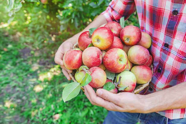 Foto man tuinman plukt appels in de tuin in de tuin