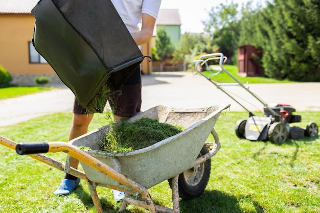 Man unloads mowed grass into wheelbarrow