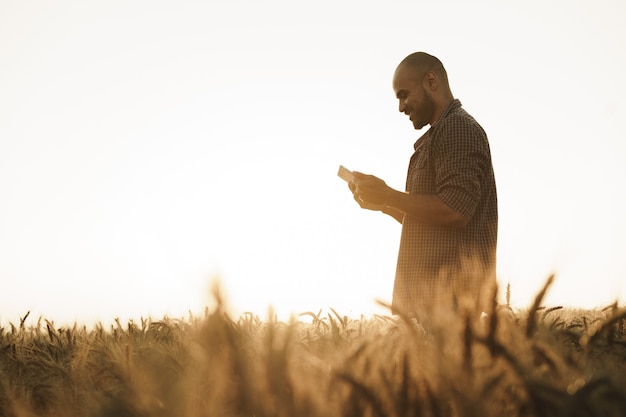 Man using smartphone while standing in wheat field at sunset