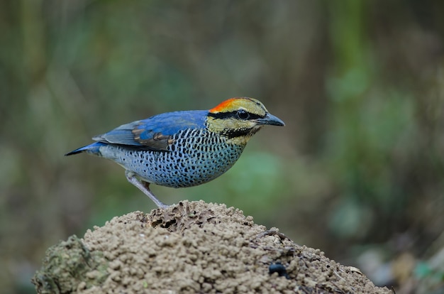 Man van blauwe pitta (Pitta cyanea)