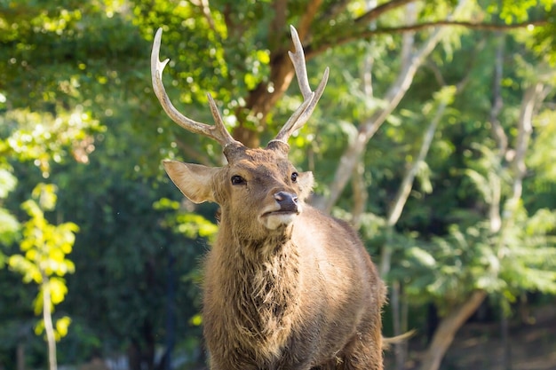 man van Spotted deer