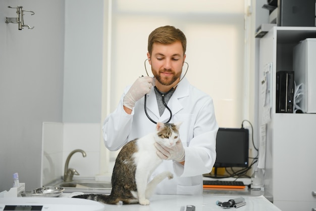 Gatto d'ascolto veterinario uomo con lo stetoscopio durante l'appuntamento in clinica veterinaria