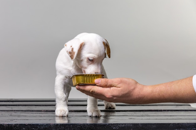 Man voeding kleine schattige jack russel pup uit de hand