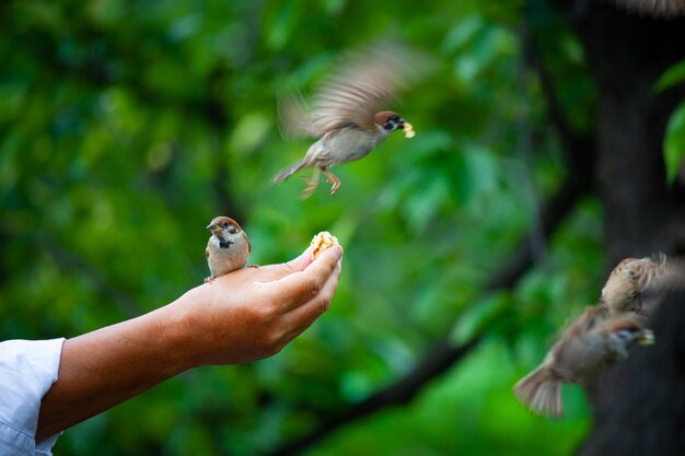 Foto man voedt vogel