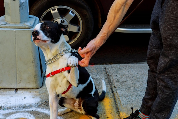 街で犬の散歩をしている男性のハンサムな画像をトリミング