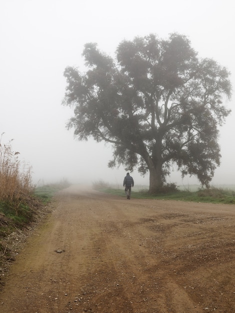 Man walking down a deserted road by a tree on a foggy day. Rural landscape. Concept of solitude